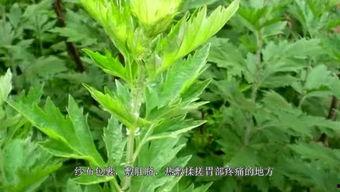 艾草视频国产片,国产片中的传统与现代交融  第3张