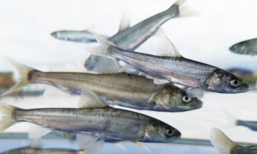 中国产鱼最新视频,最新视频展现丰收景象 第1张 中国产鱼最新视频,最新视频展现丰收景象 第1张