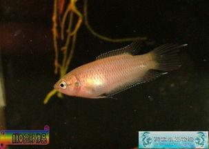 中国产鱼最新视频,最新视频展现丰收景象 第2张 中国产鱼最新视频,最新视频展现丰收景象 第2张