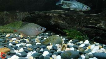 中国产鱼最新视频,最新视频展现丰收景象 第3张 中国产鱼最新视频,最新视频展现丰收景象 第3张